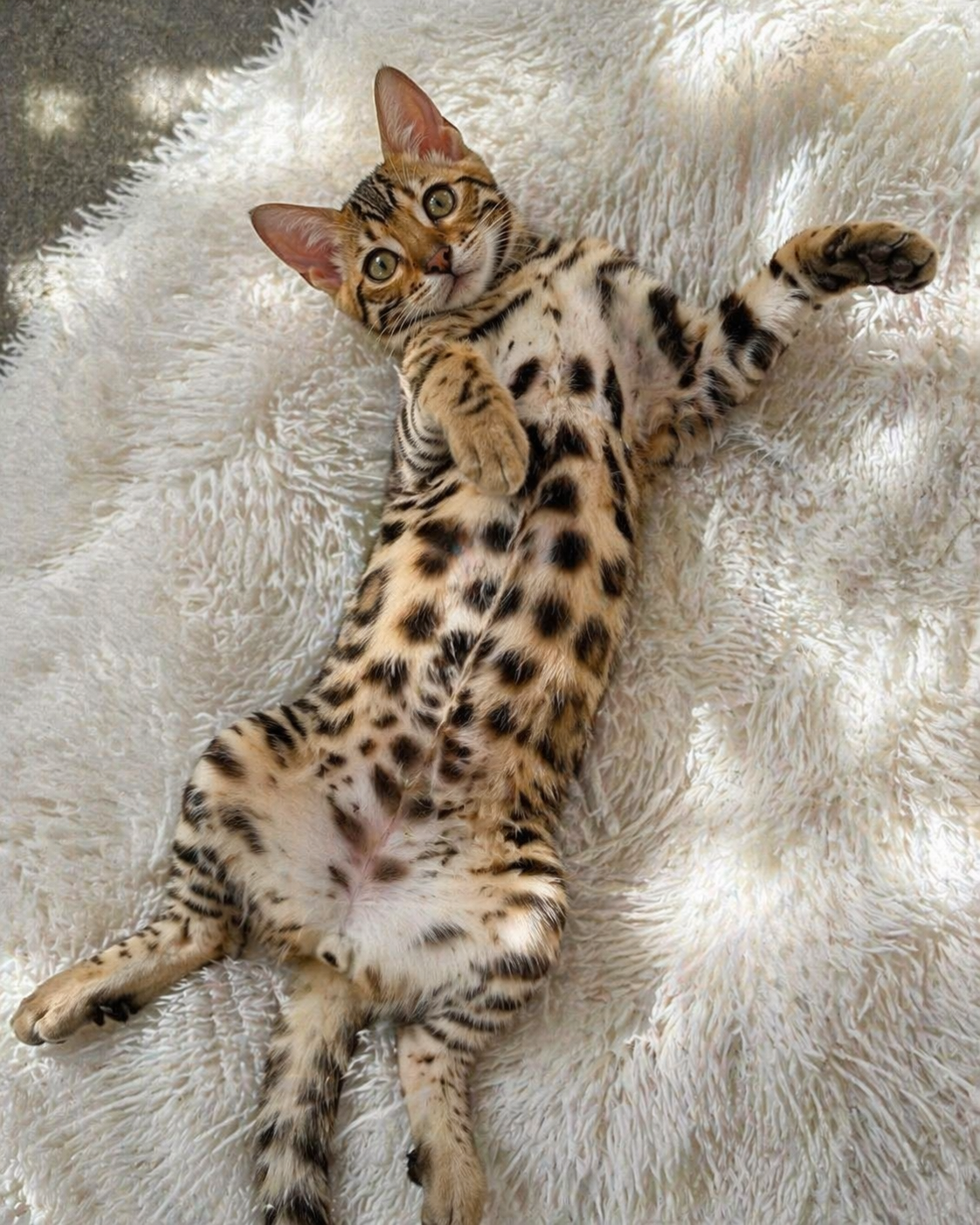 Bengal cat stretched out on a fluffy white rug