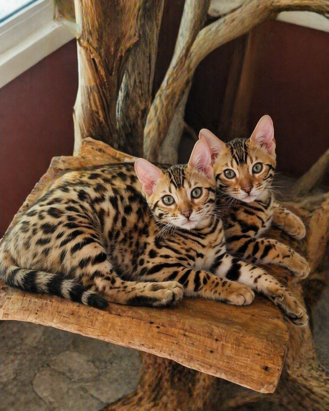 Two Bengal kittens cuddled together on driftwood
