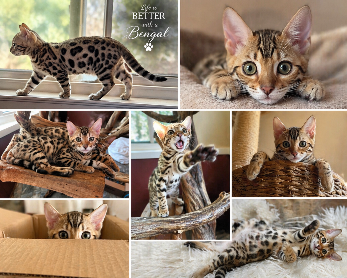 Chrome Ridge Bengal kittens collage